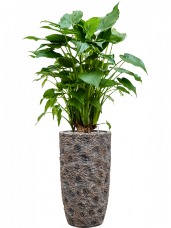 Ghiveci LUXE LITE UNIVERSE MOON bronz 38 x 69 [2]