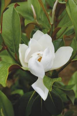 Plante Naturale - Magnolia Grandiflora Gallisoniensis