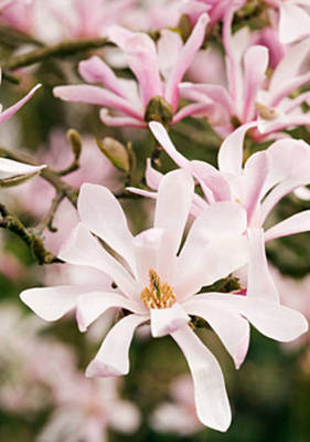 Arbori si arbusti naturali - Magnolia Loebneri Leonard Messel