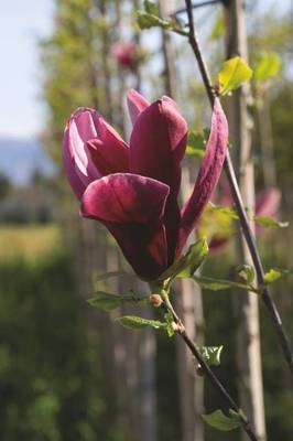 Arbori si arbusti naturali - Magnolia Obovata Purpurea (Liliflora Nigra)