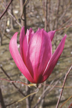 Arbori si arbusti naturali - Magnolia Soulangeana