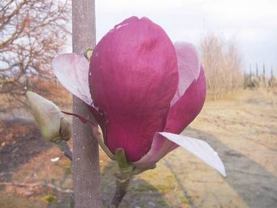 Plante Naturale - Magnolia Soulangeana Lennei