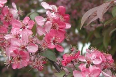 Arbori si arbusti naturali - Malus Coccinella