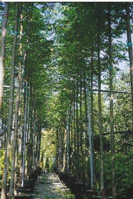 Plante Naturale - Melia Azedarach - Arborele Paradisului
