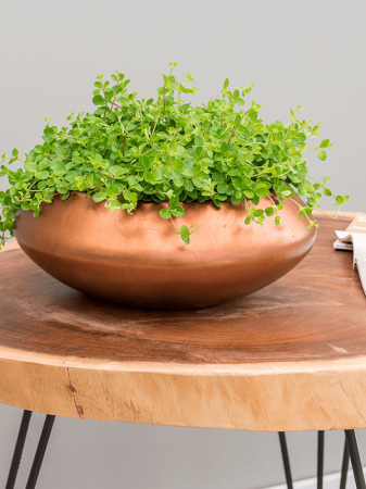 Ghiveci METALLIC SILVER LEAF matt copper 40 x 15 [1]