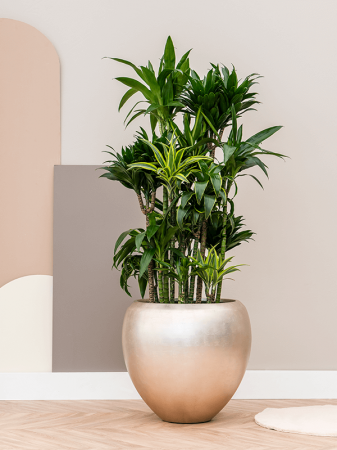 Ghiveci METALLIC SILVER LEAF matt light champagne (cu liner) 60 x 55 [1]