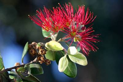 Plante Naturale - Metrosideros Excelsa (M. Tomentosa)