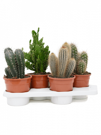 Cactusi si suculente - Mixt de cactuși 4 buc/set 40 cm