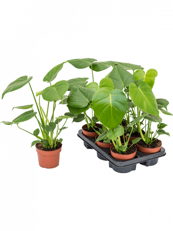 Plante Naturale - Monstera deliciosa 6 buc/set 45 cm