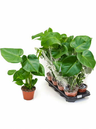 Plante Naturale - Monstera deliciosa 8 buc/set 50 cm