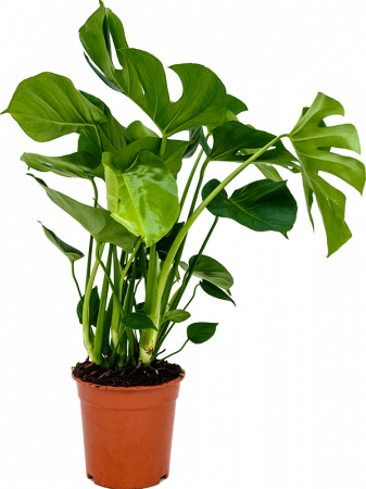 Plante Naturale - Monstera deliciosa 70 cm
