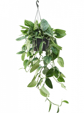 Plante in ghiveci - Monstera karstenianum 90 cm