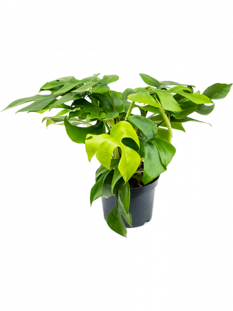 Monstera minima 8 buc/set 25 cm [1]