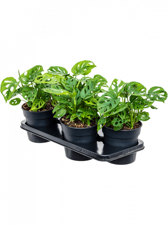 Plante in ghiveci - Monstera obliqua 4 buc/set 35 cm