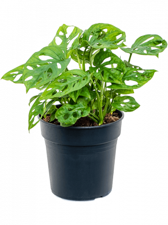 Monstera obliqua 4 buc/set 35 cm [1]