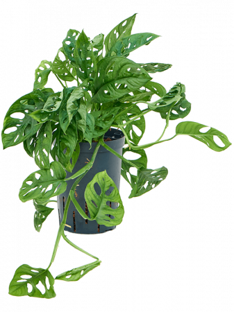 Plante in ghiveci - Monstera obliqua 40 cm