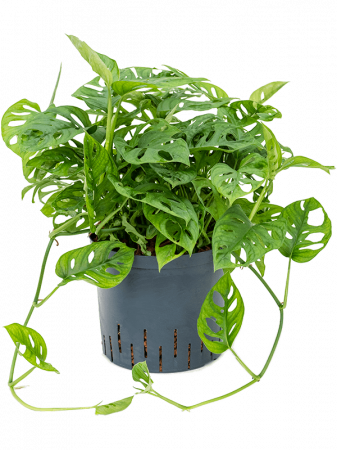 Plante in ghiveci - Monstera obliqua 45 cm