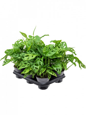 Plante in ghiveci - Monstera obliqua 8 buc/set 35 cm