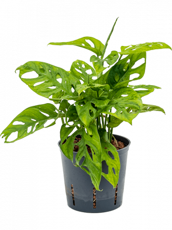 Plante in ghiveci - Monstera obliqua 40 cm