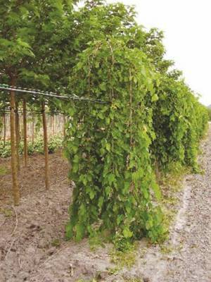Plante naturale de exterior - Morus Alba Pendula