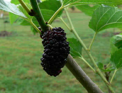 Plante naturale de exterior - Morus Nigra