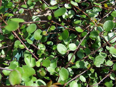 Plante Naturale - Muehlenbeckia Complexa