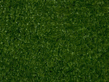 Mușchi coada șoricelului [1]