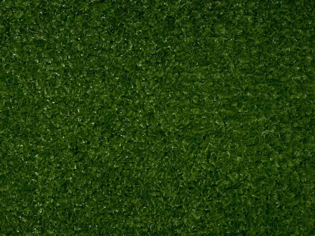 Mușchi coada șoricelului [2]