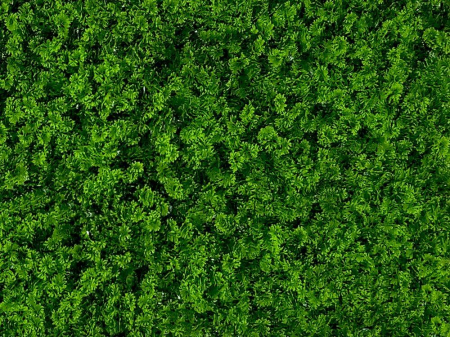 Mușchi de pădure I [2]