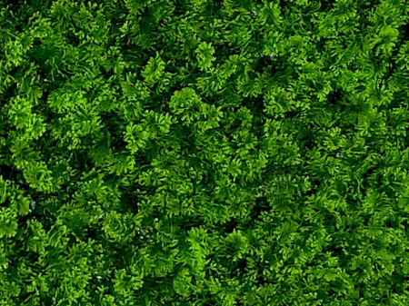 Mușchi de pădure I [1]