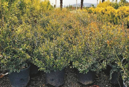 Plante Naturale - Myrthus Communis