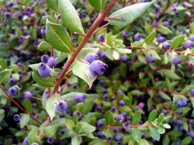 Plante Naturale - Myrthus Communis Tarentina