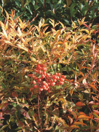 Plante Naturale - Nandina Domestica