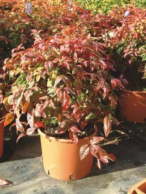 Arbori si arbusti naturali - Nandina Domestica Firepower