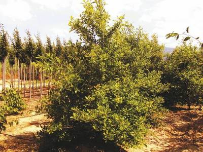 Arbori si arbusti naturali - Nyssa Sylvatica