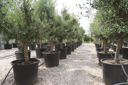 Plante Naturale - Olea Europaea