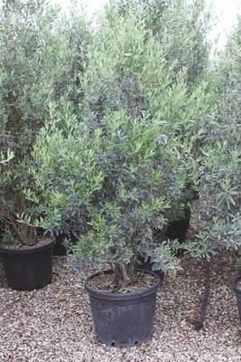 Plante Naturale - Olea Frangivento (Cipressino)