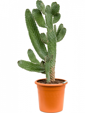 Plante Naturale - Opuntia consolea 100 cm