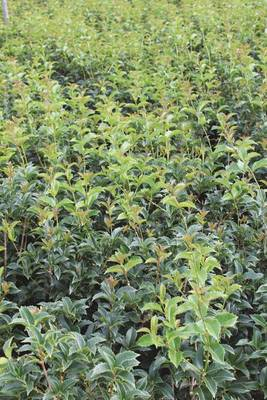 Arbori si arbusti naturali - Osmanthus Aquifolium