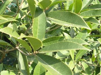Plante Naturale - Osmanthus Armatus