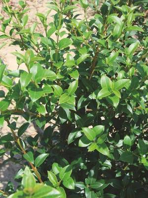 Plante Naturale - Osmanthus Burkwoodii