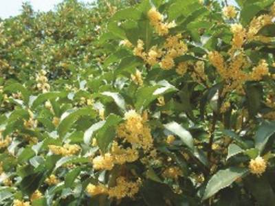 Arbori si arbusti naturali - Osmanthus Fragrans (Olea F.)