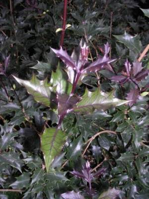 Arbori si arbusti naturali - Osmanthus Heter. Purpurea