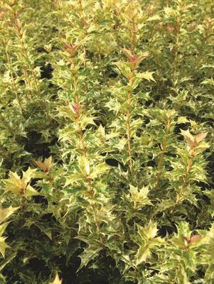 Arbori si arbusti naturali - Osmanthus Heter. Tricolor (H. Goshiki)