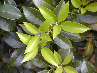 Plante Naturale - Osmanthus Ilicifolius (O. Heterophyllus)