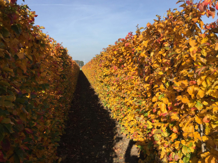 Parrotia Persica Vanessa - Arbore De Fier Persan [2]