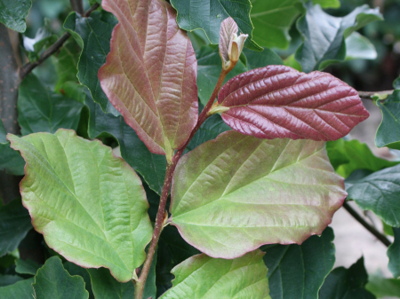 Parrotia Persica Vanessa - Arbore De Fier Persan [3]