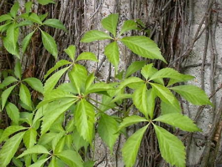 Arbori si arbusti naturali - Parthenocissus Quinquefolia