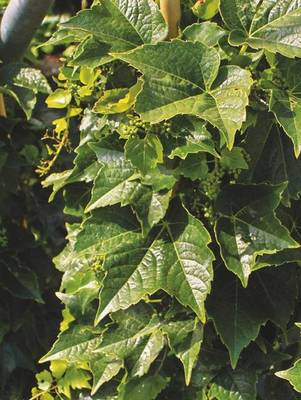 Arbori si arbusti naturali - Parthenocissus Tricuspidata Robusta