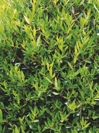 Arbori si arbusti naturali - Phillyrea Angustifolia